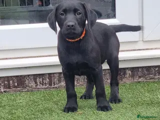 Labrador Retriever dogs KC BLACK LABRADOR PUPPIES - Advert 18