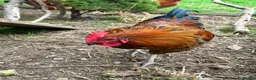 Chickens poultry for sale: Cockerels  in Newquay - Advert 1