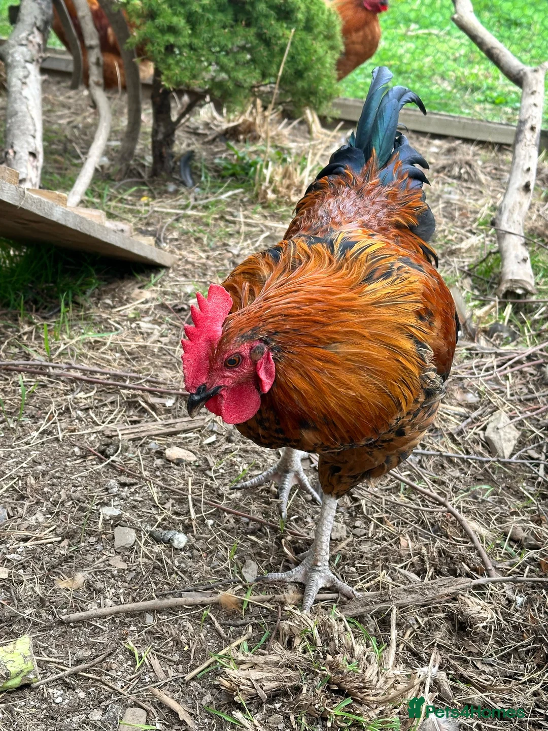 Chickens poultry for sale: Cockerels  in Newquay - Advert 1