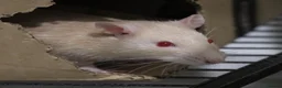 Rat rodents for sale: Young ginger rats in Croydon - Advert 5