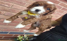 Cavapoo dogs for sale: Too cute to handle cavapoo puppies - Image 5