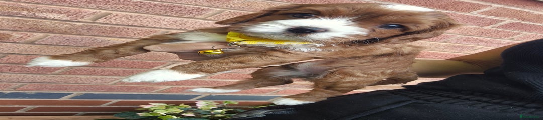 Cavapoo Puppy 3
