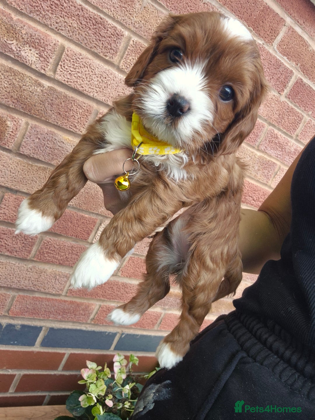 Cavapoo dogs for sale: Too cute to handle cavapoo puppies - Image 5