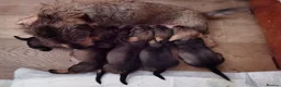 Miniature Dachshund dogs for sale: Five miniature Wire Haired Dachshund puppies - Advert 21