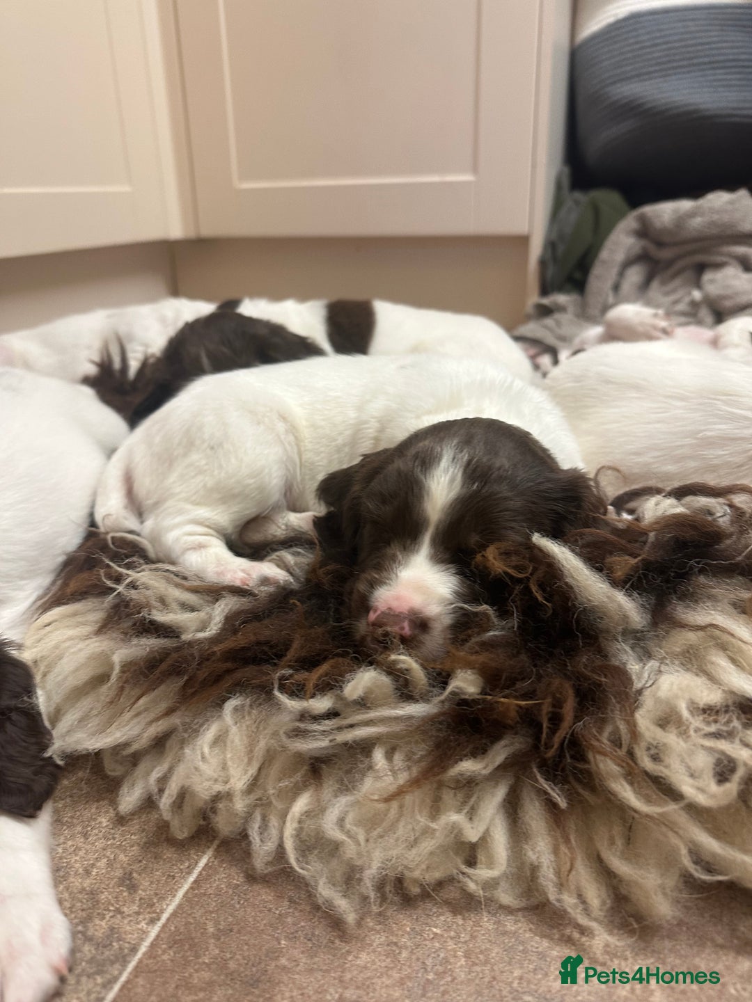English Springer Spaniel dogs for sale: KC SPRINGER SPANIELS  - Image 6