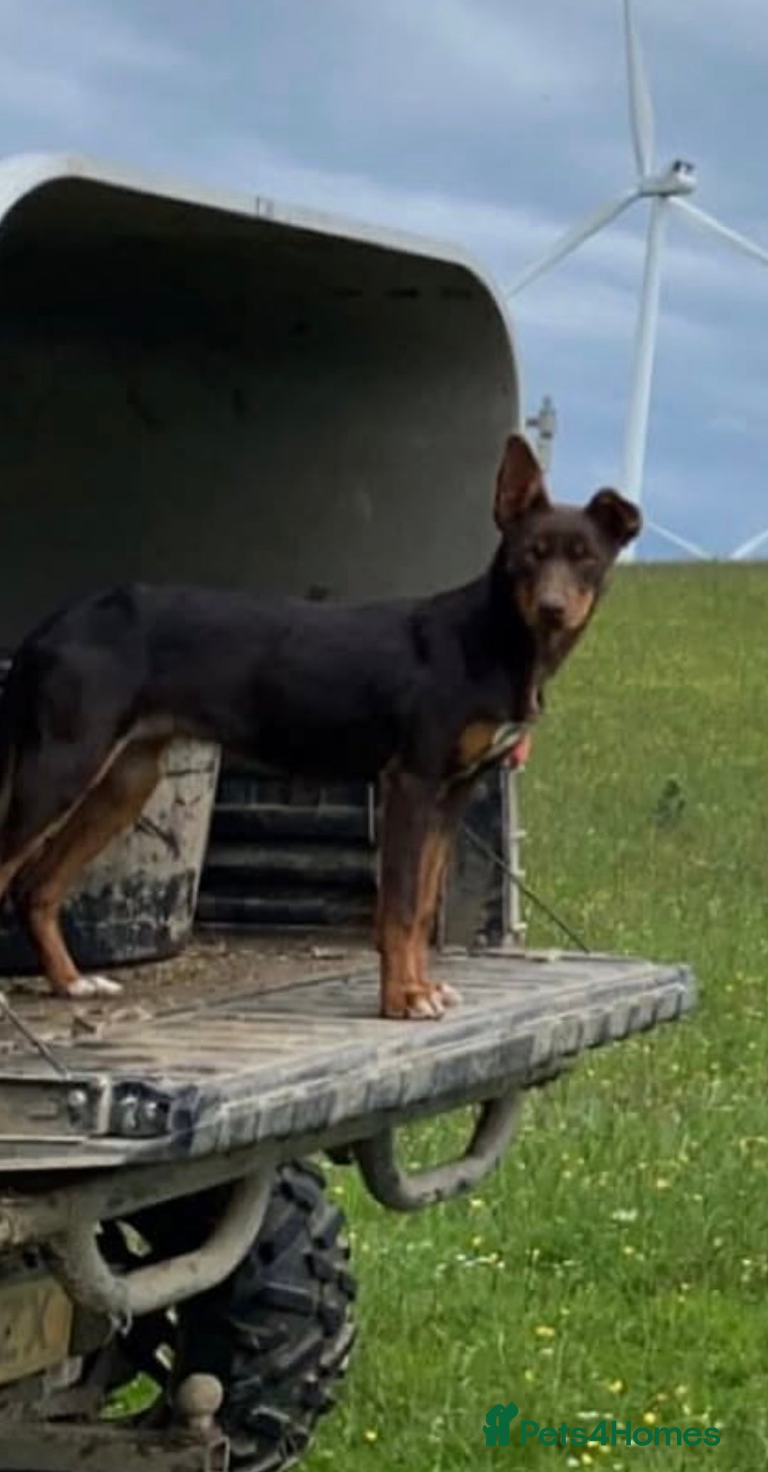 Border Collie dogs for sale: Puppies for sale  - Advert 13