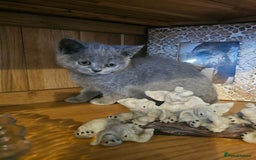 British Shorthair cats for sale: British shorthair kittens for sale   - Advert 8