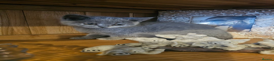 British Shorthair Kitten 2