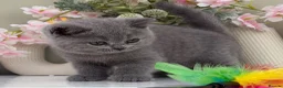 British Shorthair cats for sale: Gorgeous British Kittens - Advert 8