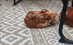 Chickens poultry for sale: 10 Female chickens for sale - Image 1