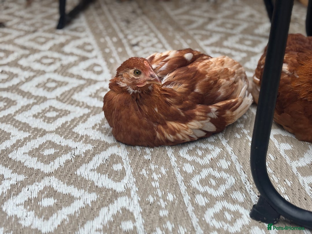 Chickens poultry for sale: 10 Female chickens for sale - Image 1