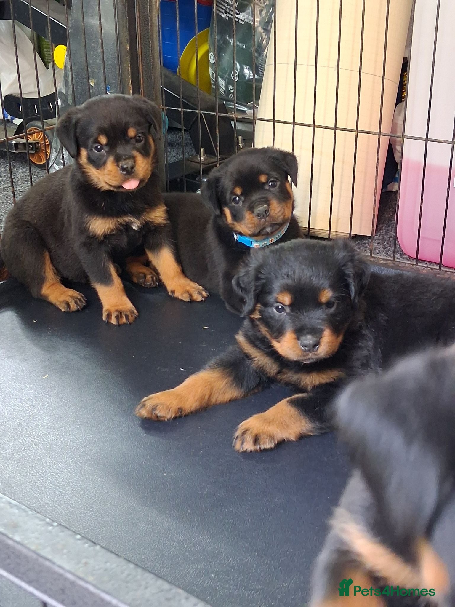 Rottweiler dogs Rottwiler puppies - Advert 1