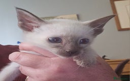 Siamese cats for sale: Beautiful Siamese Kittens - Image 3