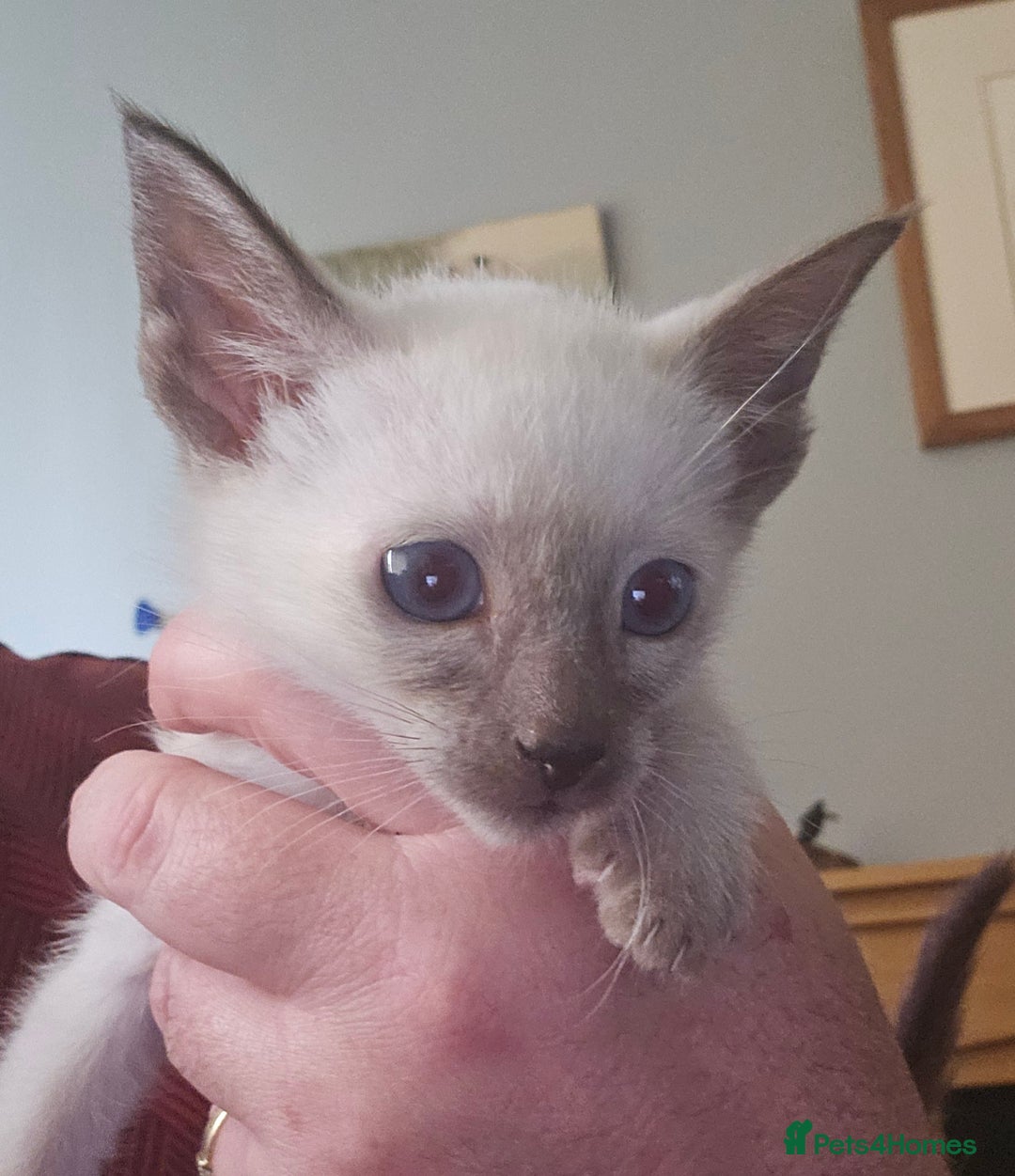 Siamese cats for sale: Beautiful Siamese Kittens - Image 3