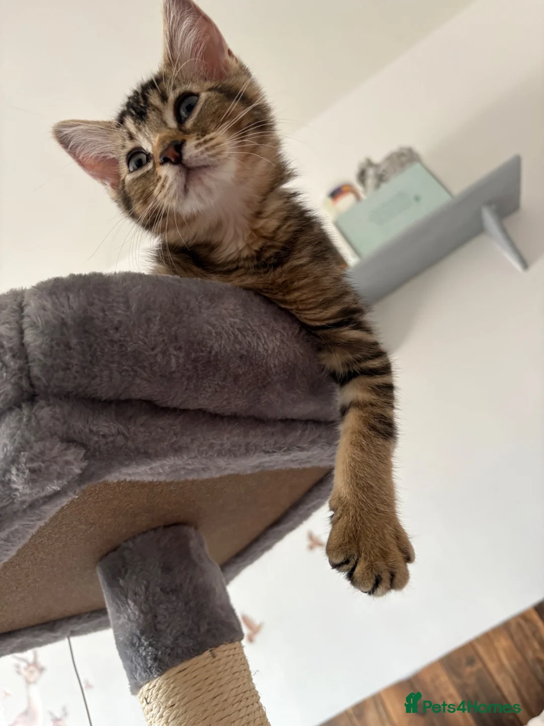 Mixed Breed cats for sale: 11/12 week old kitten - Advert 2