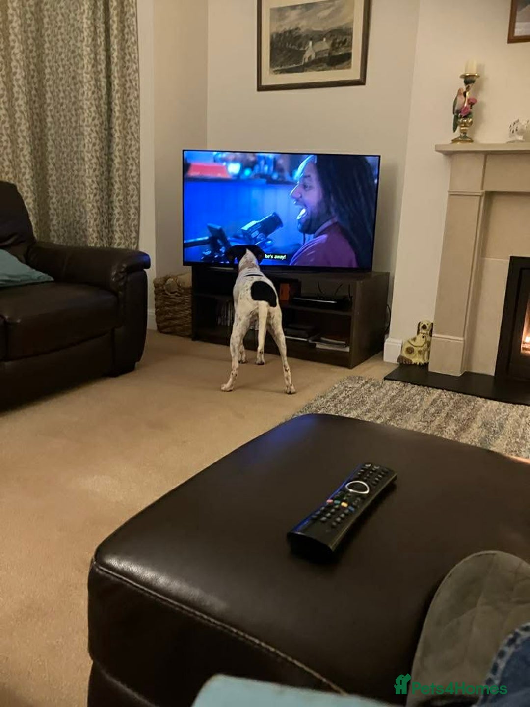 Mixed Breed dogs for adoption: Betty – 3 years old, female, Mixed Breed   - Advert 6