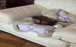 Presa Canario dogs for sale: Pedigree Presa Canario Puppies  - Image 3