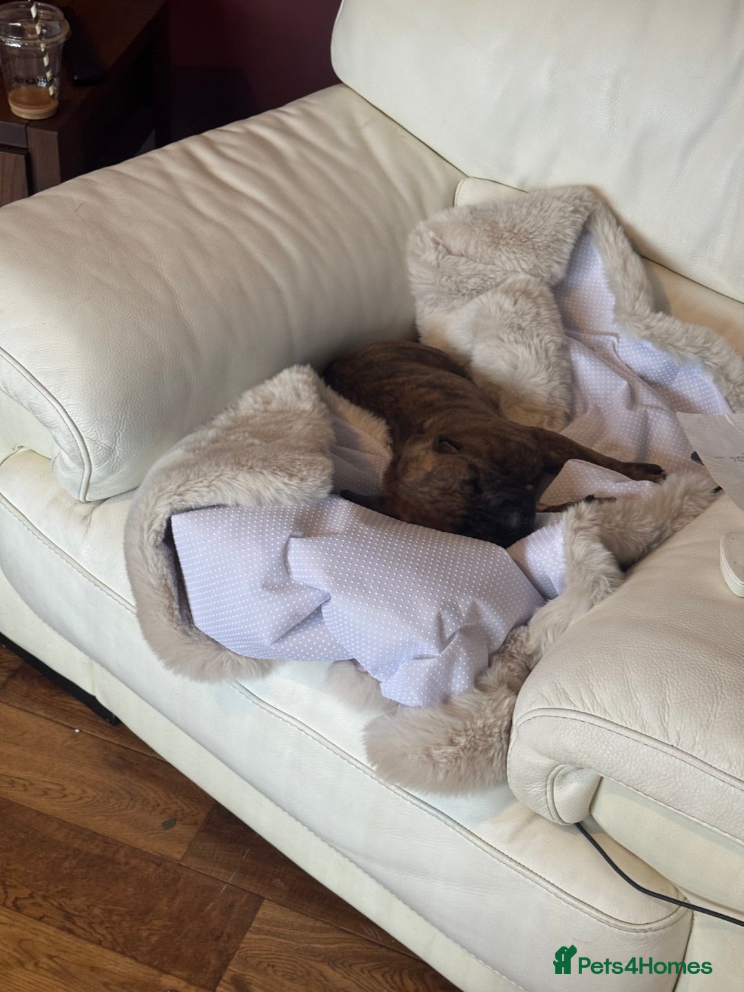 Presa Canario dogs for sale: Pedigree Presa Canario Puppies  - Image 3