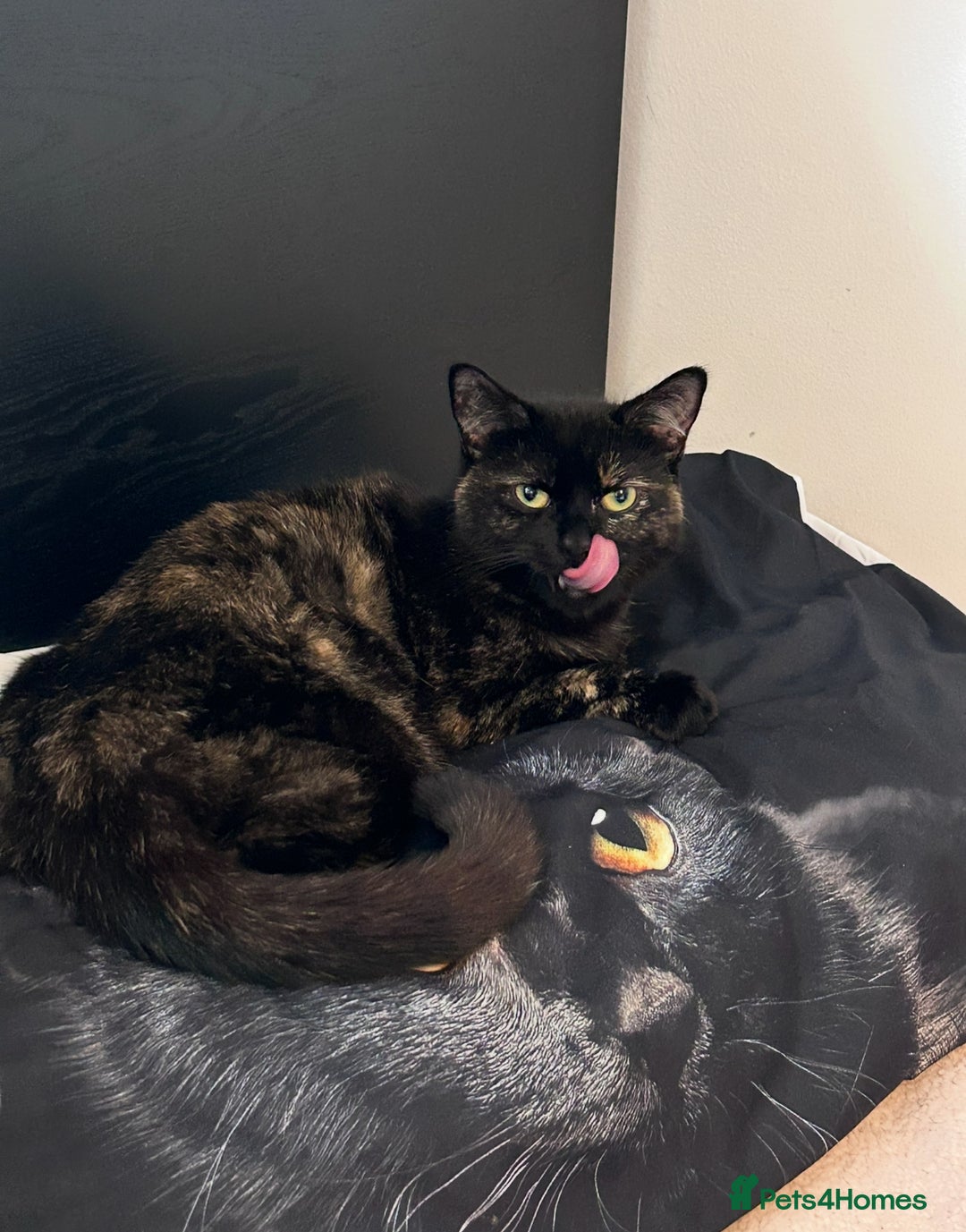 Mixed Breed cats for sale: Cute April Fools Kitty for Sale  - Advert 6