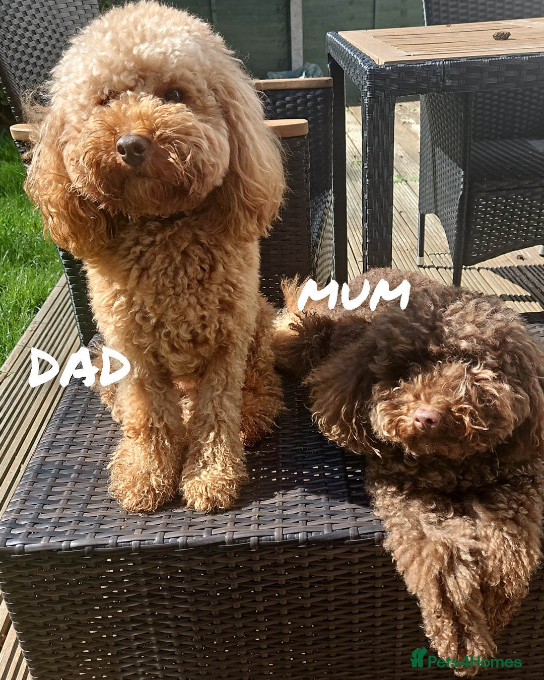 Miniature Poodle dogs for sale: Majestic trusted companies secure yours today  - Advert 6