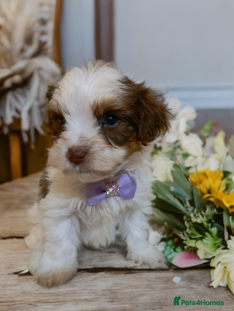 Yorkshire Terrier dogs Posh pupies😍  pure breed🐶🐶   - Advert 6