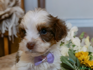 Yorkshire Terrier dogs Posh pupies😍 pure breed🐶🐶 - Advert 18