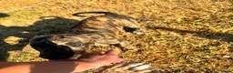 Lurcher dogs for sale: Beautiful lurchers  in Shipston-on-Stour - Advert 2