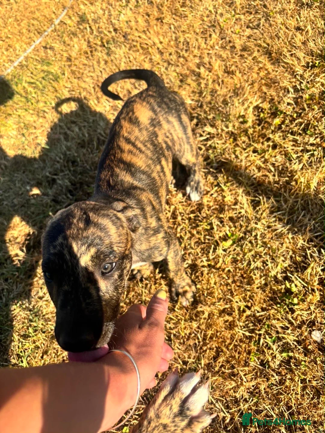 Lurcher dogs for sale: Beautiful lurchers  in Shipston-on-Stour - Advert 2