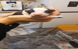 Border Collie dogs for sale: My babies  - Image 16