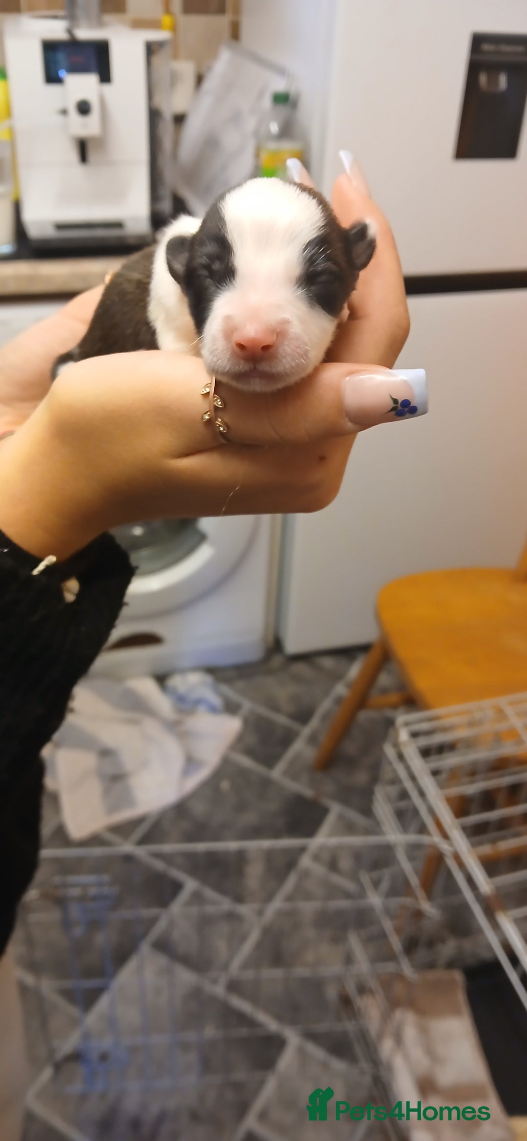 Border Collie dogs for sale: My babies  - Image 16