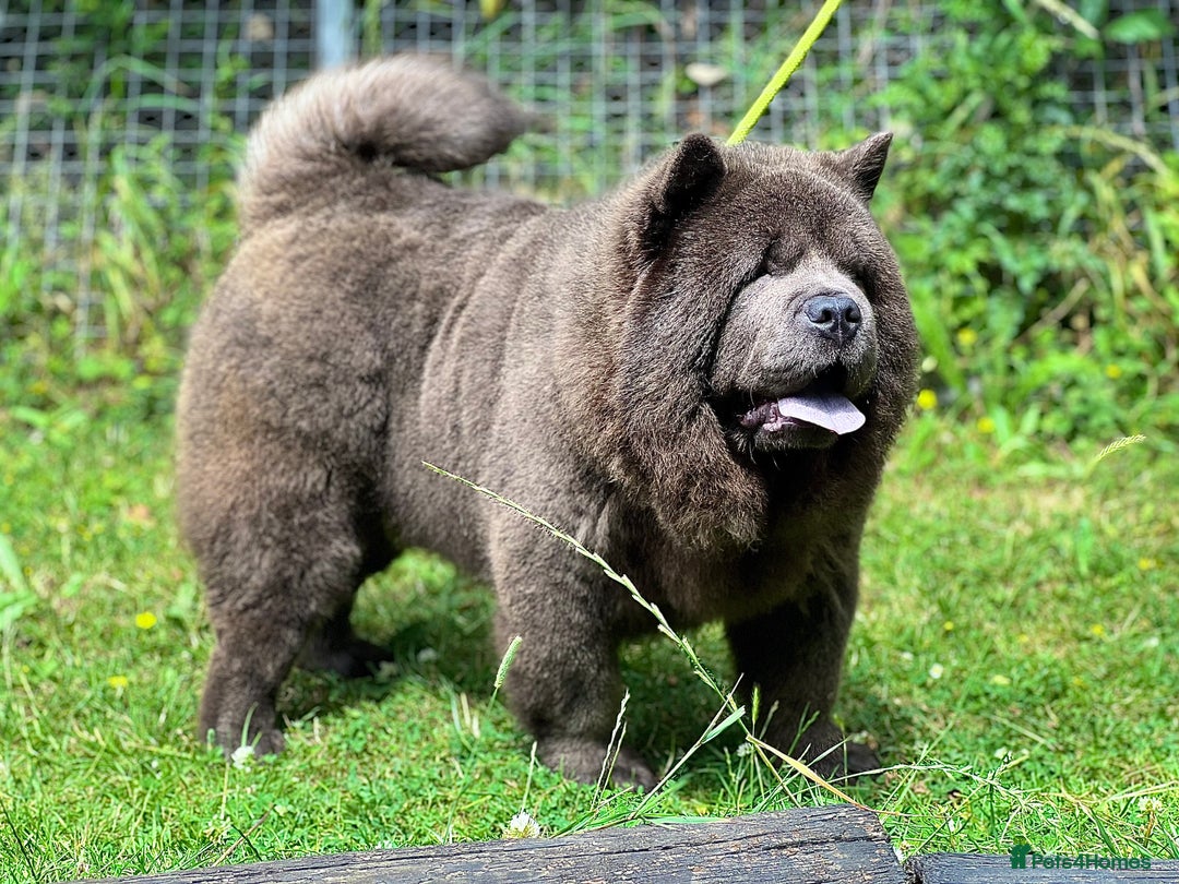 Chow Chow dogs for sale: chow chow Russian Pedigree Stud - Image 3