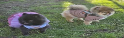Pomeranian dogs for sale: Xx **   **  pomeranian puppy  in Doncaster - Advert 19