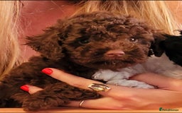 Cavapoo dogs for sale:  Stunning F1b girl cavapoo puppies,rare tri colour - Image 3