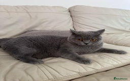 British Shorthair cats for sale: British shorthair Mimi Looking for a Loving Home  - Image 5