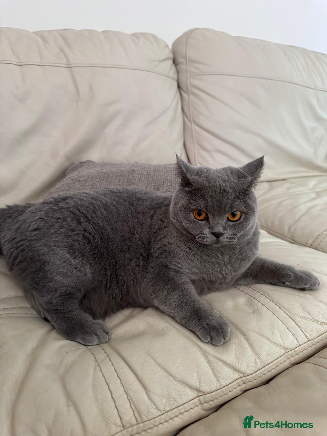 British Shorthair cats for sale: British shorthair Mimi Looking for a Loving Home  - Image 5