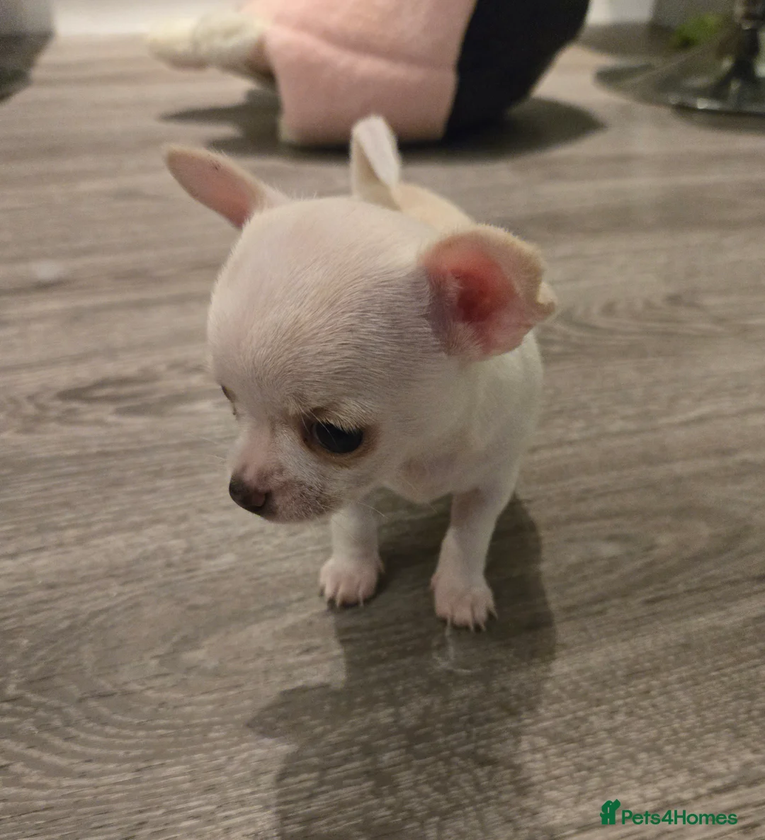 Chihuahua dogs for sale: Beautiful boy pedigree chihuahua  - Advert 15