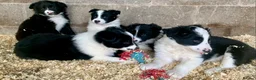 Border Collie dogs for sale: Border collie pups traditional black and white  in Bacup - Advert 1