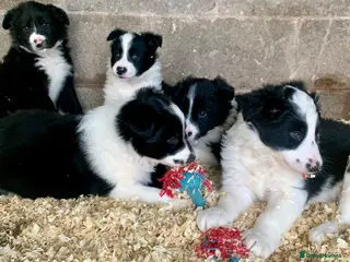 Border Collie dogs Border collie pups traditional black and white in Bacup - Advert 3