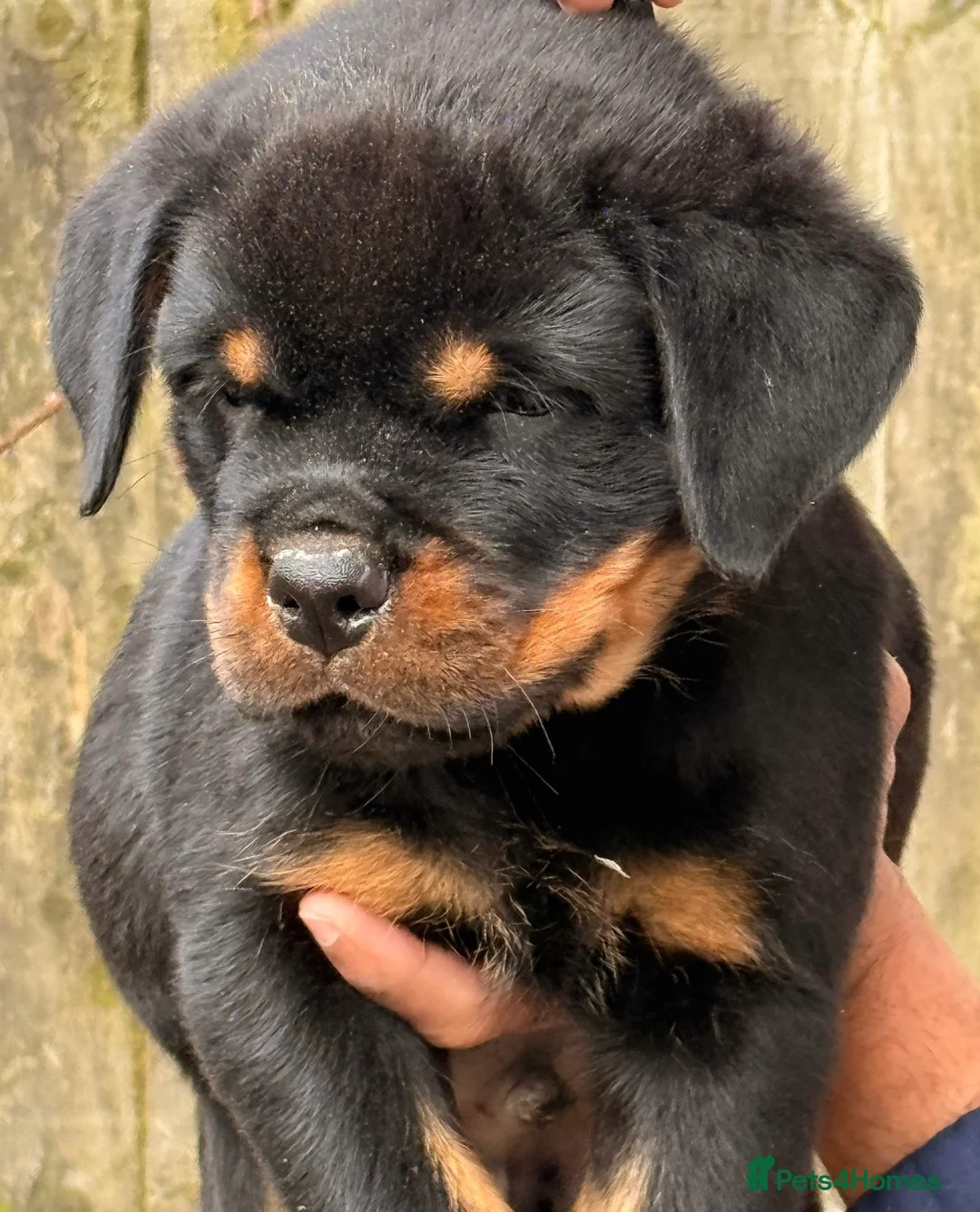 Rottweiler dogs for sale: Top quality kc pups for sale timitor X edelstein - Advert 8
