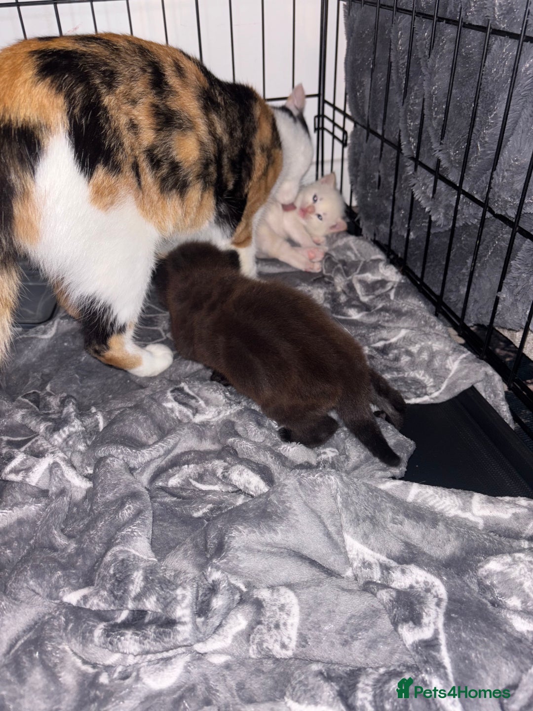 Siamese cats for sale: Our lovely pet cat had 2 beautiful babies  - Advert 3