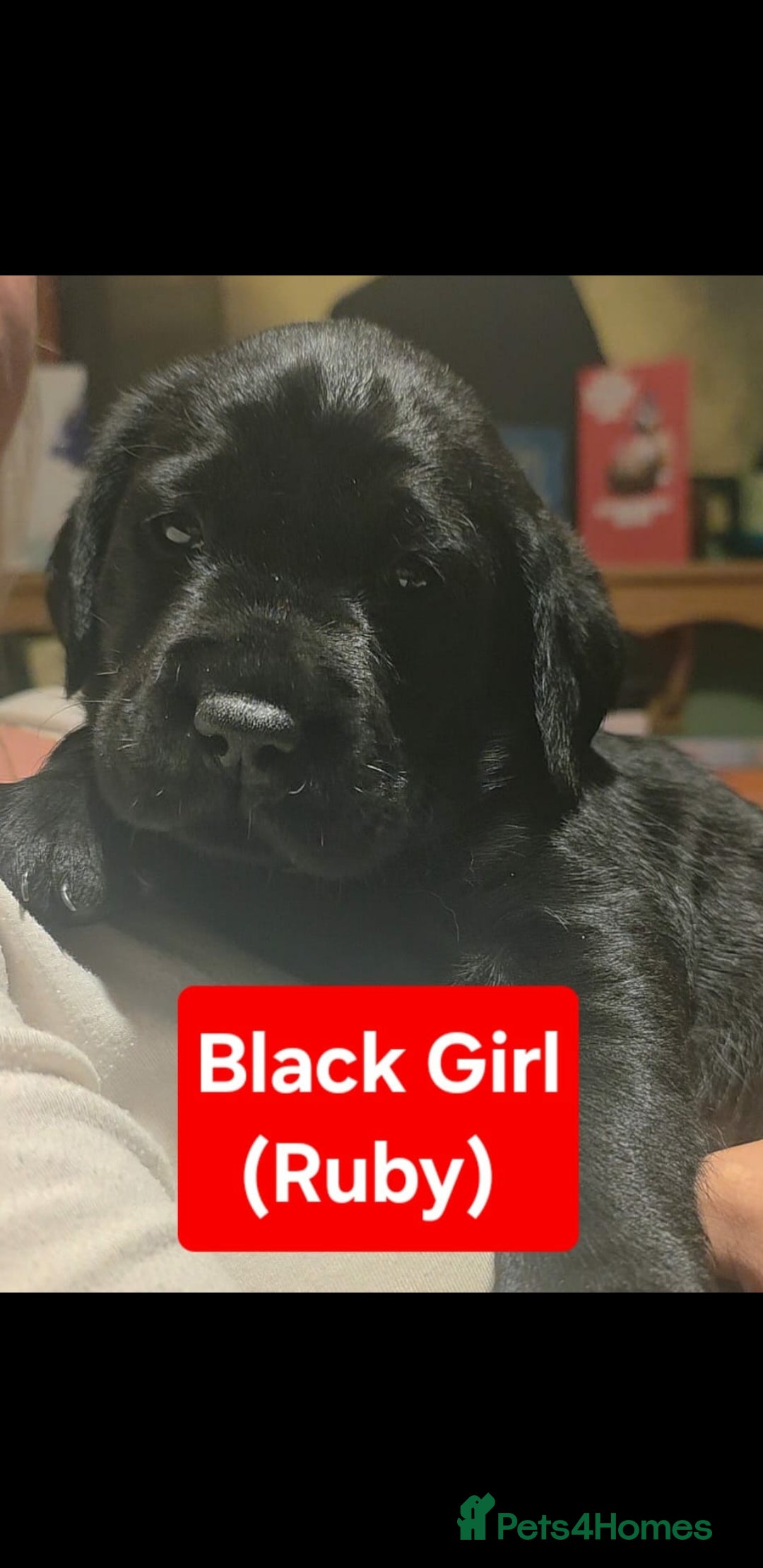 Labrador Retriever dogs for sale: Labrador Puppies for sale pedigree  - Image 7