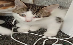 Mixed Breed cats for sale: Kittens for sale  - Image 2