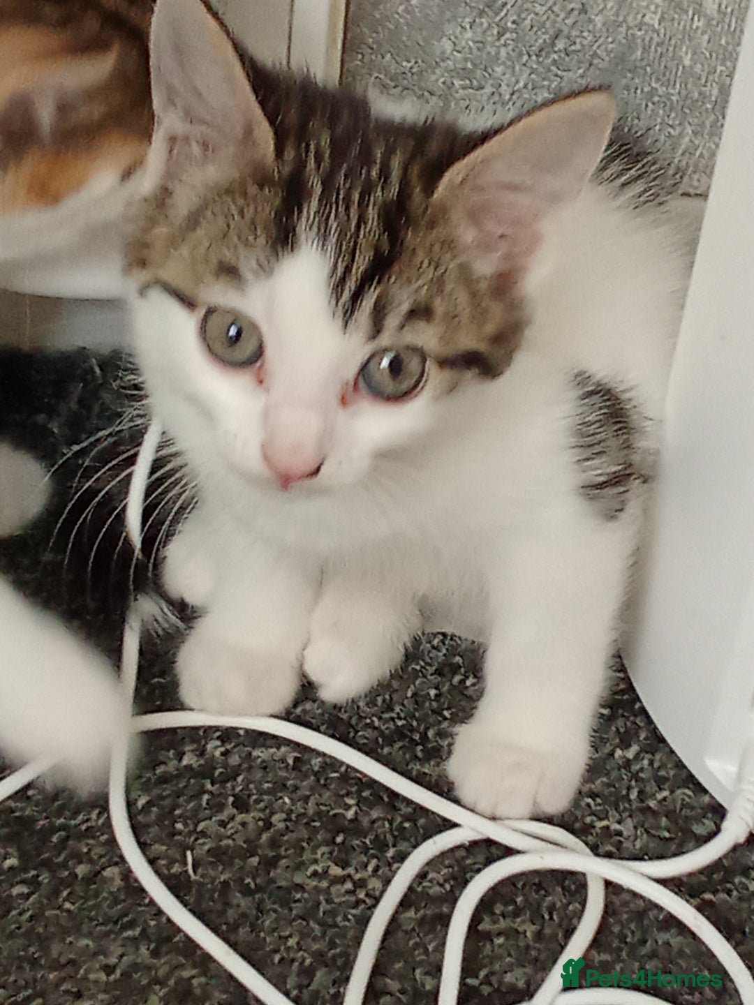 Mixed Breed cats for sale: Kittens for sale  - Image 2