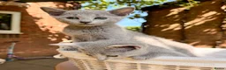 Russian Blue cats for sale: 🐾Champion Line TICA Russian Blue Kittens 🐾 - Advert 12