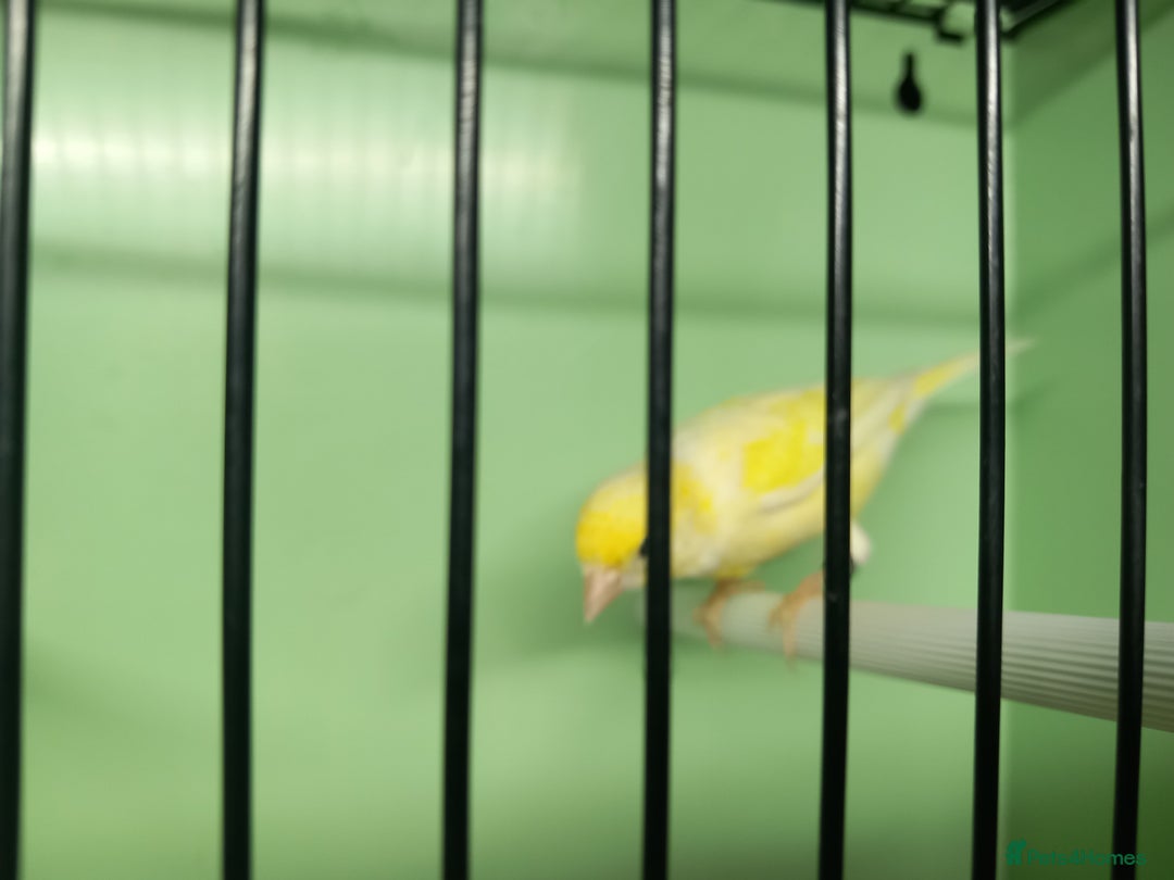 Canaries birds for sale: Canaries  - Image 11