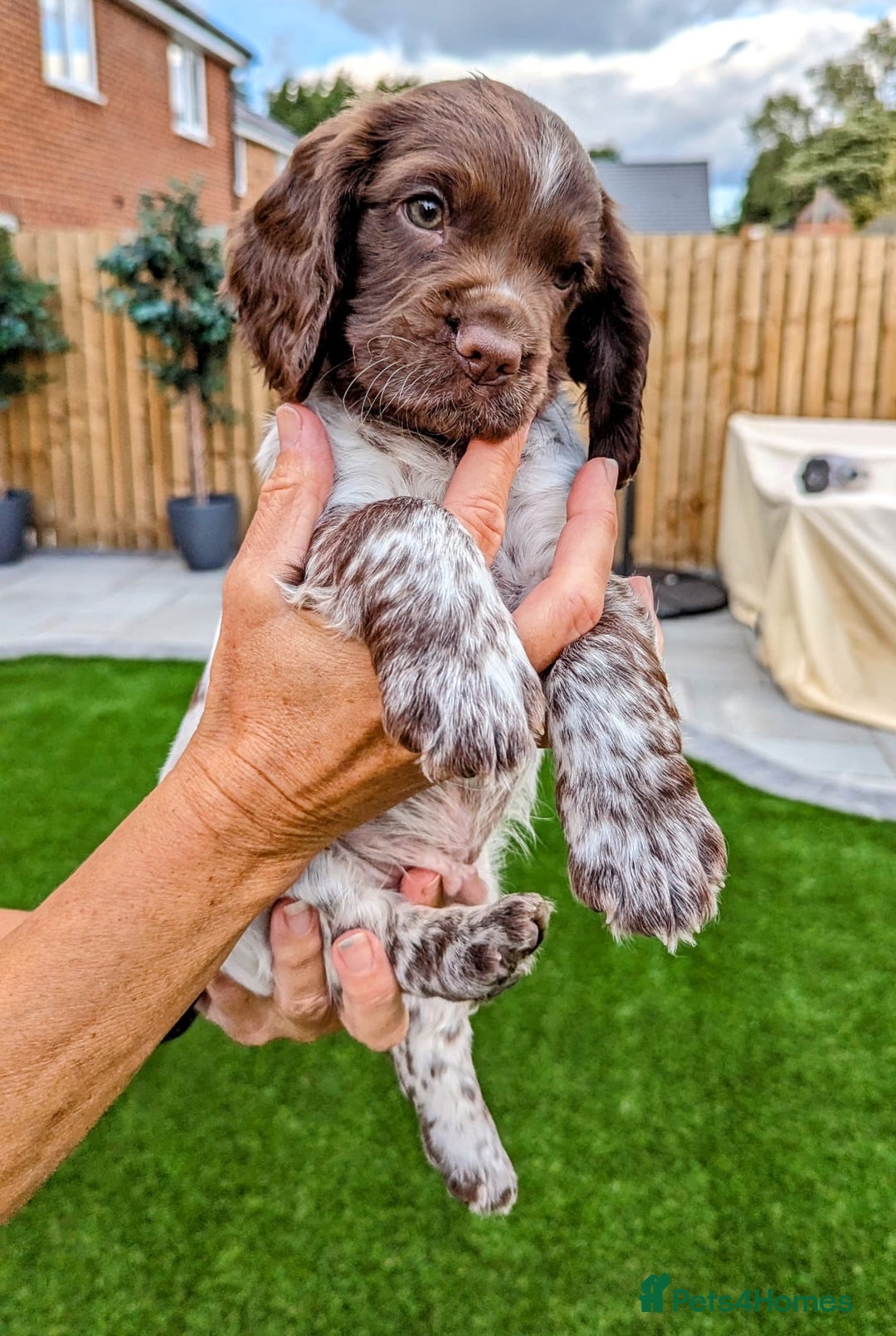 Cocker Spaniel dogs for stud: 🔥WORKING CHOC ROAN COCKER STUD 🔥 in Gateshead - Advert 6