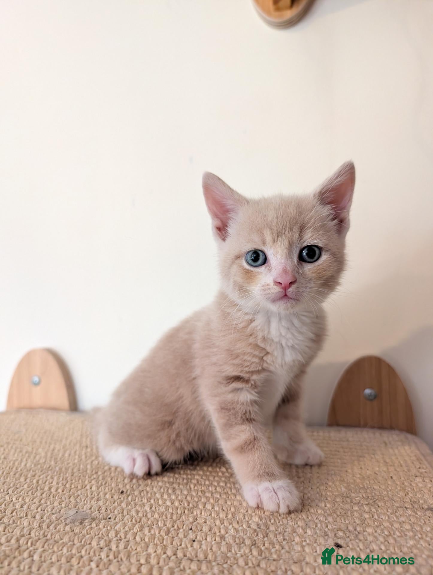 Mixed Breed cats Gorgeous kittens looking for forever homes - Advert 17