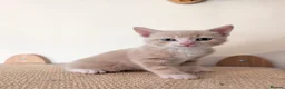Mixed Breed cats for sale: Gorgeous kittens looking for forever homes - Advert 6
