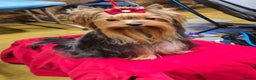 Yorkshire Terrier dogs for stud: PROVEN KC reg 2.5kg experienced STUD boy in Newton-le-Willows - Advert 10