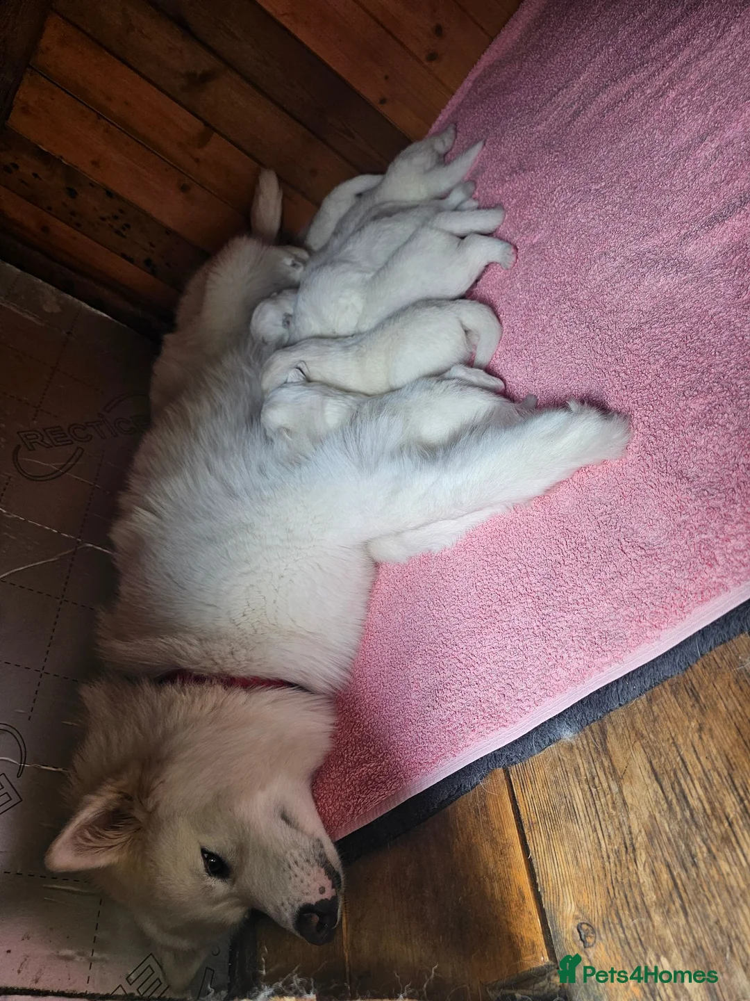Samoyed dogs for sale: 🩷💙Samoyed for stud🩷💙 - Advert 5
